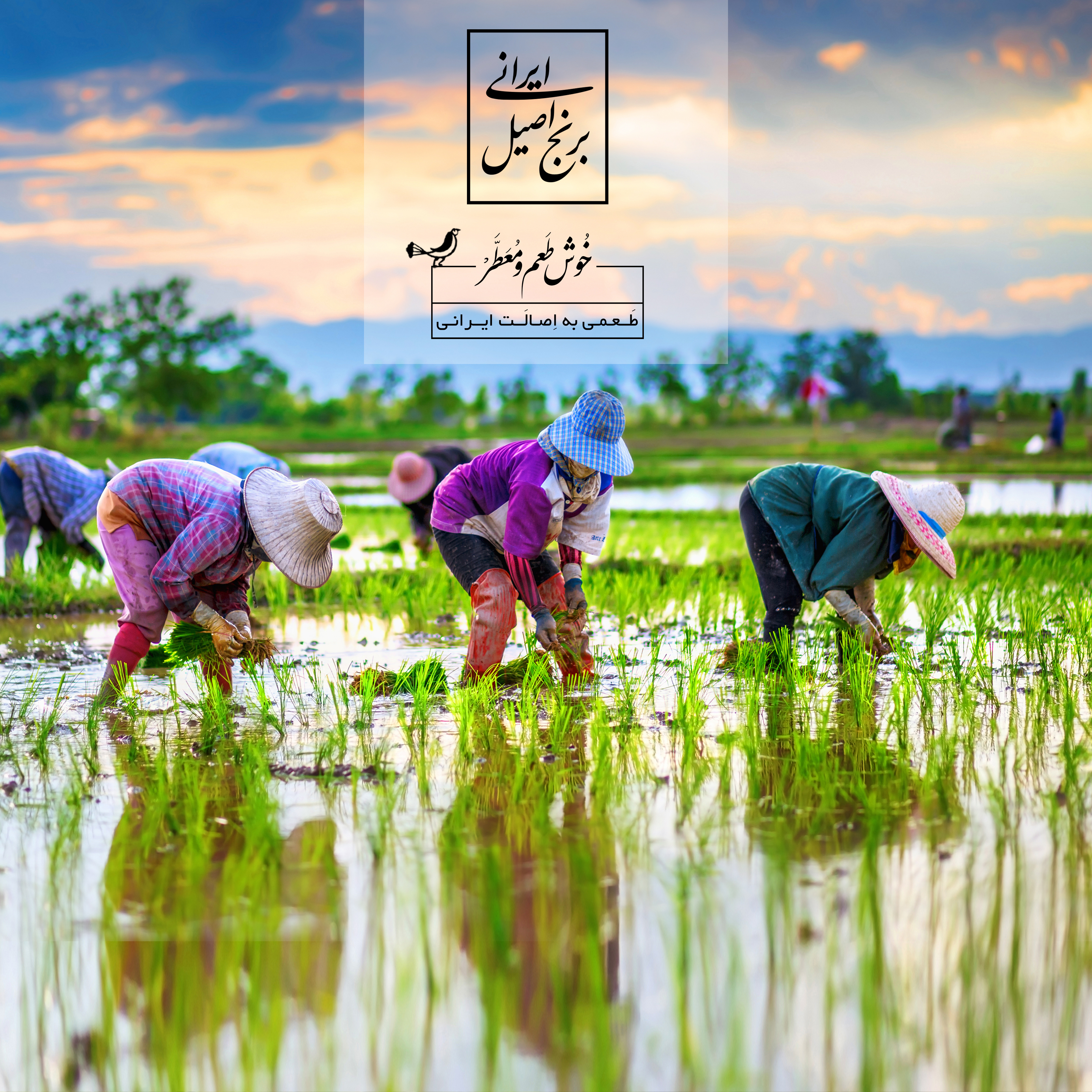 شالیزارهای کشت برنج + ویدیو